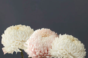 Three white and pink flowers against a dark background