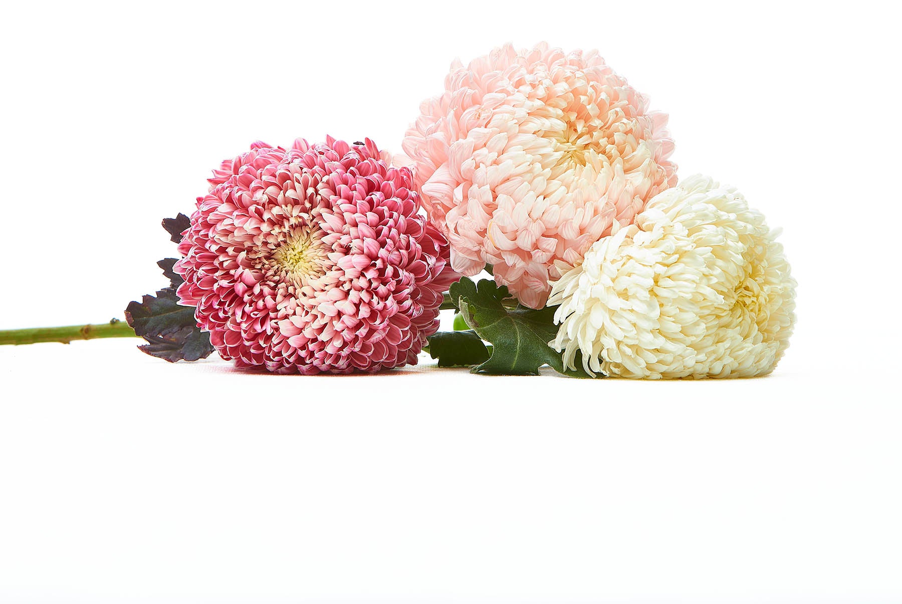 Three chrysanthemum flowers in pink, white, and beige on a white background